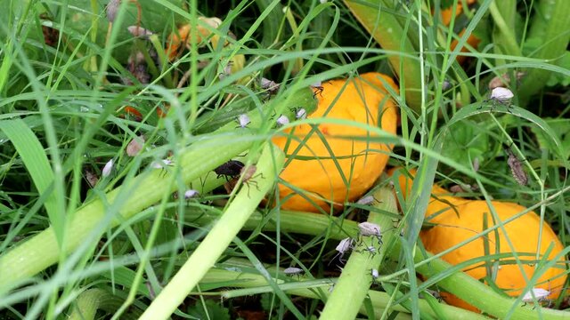 Invasive and destructive squash bugs infest a summer garden