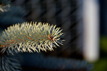A close-up of a sprig of decorative blue spruce in the evening yellow sunlight, bokeh from the shaded elements of the urban environment.