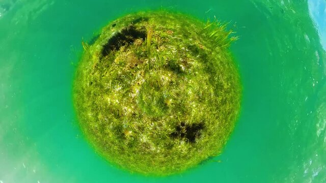 Tropical underwater world: a colony of sea urchins among green grass.
