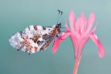 Macro shots, Beautiful nature scene. Closeup beautiful butterfly sitting on the flower in a summer garden. © blackdiamond67