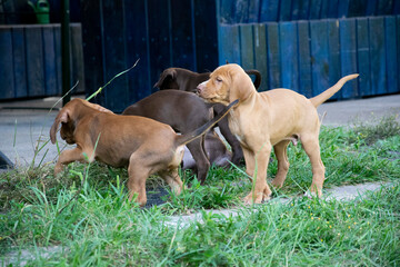 three dogs playing