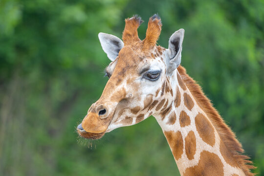 Cute giraffe portrait. Zoom close up photography.