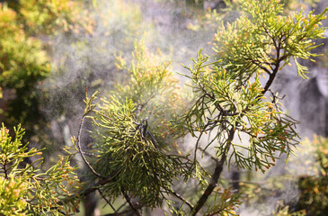 False cypress (chamaecyparis obtusa) releasing pollen.