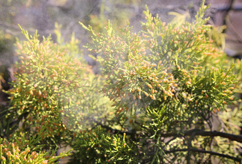 False cypress (chamaecyparis obtusa) releasing pollen.