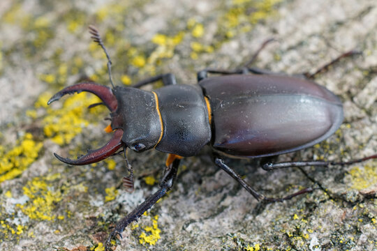 Closeup of a male of the EUropean stag beetle, Lucanus servus, o