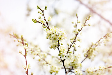Defocused floral background with cherry blossoms against blue sky