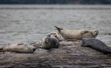 Harbor Seals hauling on rocks in the Damariscotta River, Maine, on a cloudy misty summer afternoon
