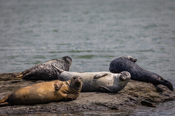 Fototapeta premium Harbor Seals hauling on rocks in the Damariscotta River, Maine, on a cloudy misty summer afternoon