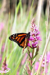 Monarch Butterfly in Summer 2021