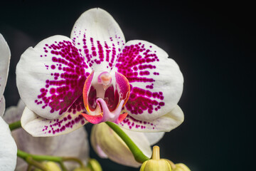 White Orchid Flower with pink bubble petals