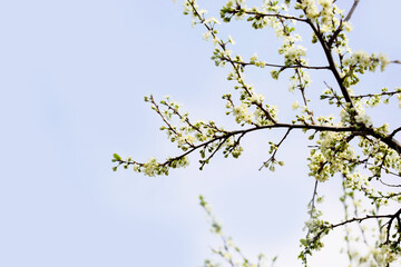 Defocused floral background with cherry blossoms against blue sky