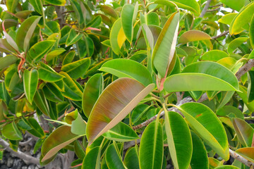 Close up of a green rubber tree - Ficus elastica with big leaves.