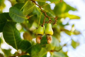Ripe cashew nuts Anacardium occidentale grow on a tree branch in the garden