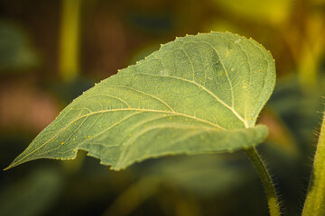 green sunflower leaf in the sun, graphic resource. Close view