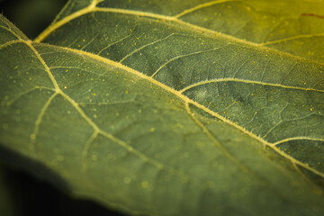 green sunflower leaf in the sun, graphic resource. Close view