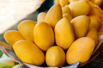 Mango festival. Stand with fresh yellow mango fruits in the street market