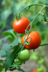 Pomidor na krzaku