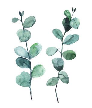 Watercolour hand painted botanical eucalyptus branches illustration set isolated on white background