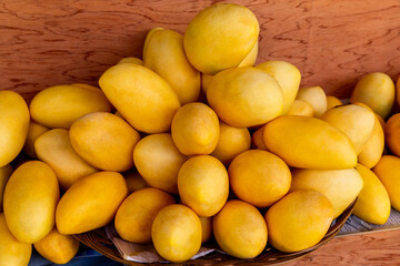 Mango festival. Stand with fresh yellow mango fruits in the street market