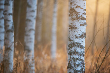 Birch trees in autumn forest. Focus on tree trunk, shallow dof.