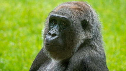 Concentrating Gorilla