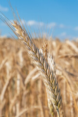 Ripe spikelets of wheat close-up on a background of blue sky with clouds. Harvesting, growing grain crops