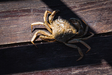 Top view of a live Dungeness crab on a wooden gray-brown old surface, light shadow, ray of sunshine. Place for text. Banner