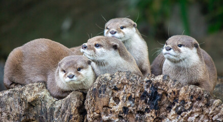 Four Otters