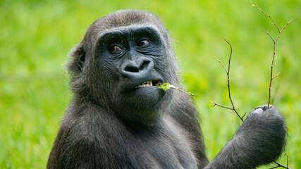 Obraz premium Gorilla Taking that Last Leaf