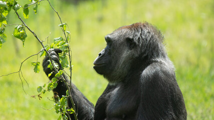 Gorilla Picking at Leaves