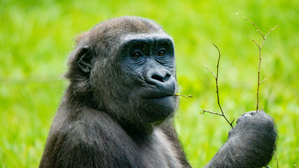 Obraz premium Gorilla with a Twig