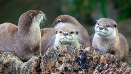 Family of Otters