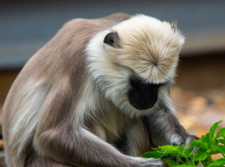 Langur Picking leaves