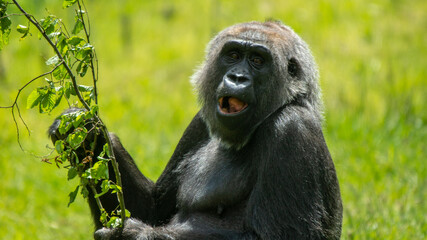 Laughing Gorilla