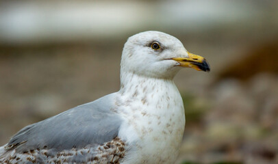 Posing Seagull