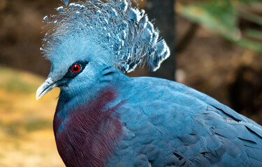 Victoria Western Crowned Pigeon
