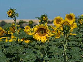 Fototapeta premium sunflowers in summer
