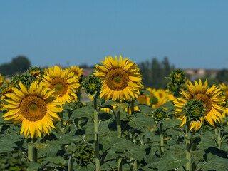 field of growing sunflowers