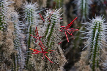 Flowering cacti (Eulychnia acida) growing on Isla Damas, Humboldt Penguin Reserve, Punta Choros,...