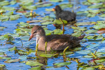 Female Common Moorhen (Gallinula chloropus) with Nestling in the Back