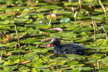 Young Common Moorhen (Gallinula chloropus) Nestling
