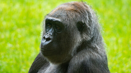 Gorilla Contemplating