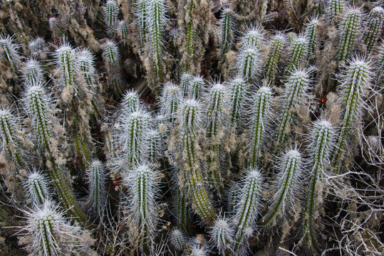 Arborescent cactus (Eulychnia acida) growing on Isla Damas, Humboldt Penguin Reserve, Punta Choros, Chile