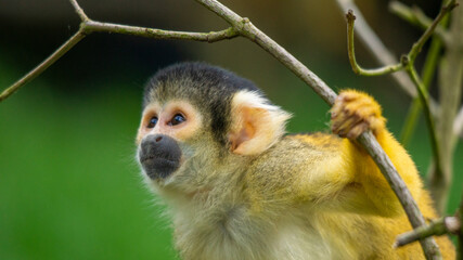 Squirrel Monkey Looking to the Sky