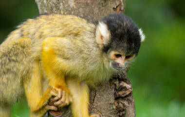 Squirrel Monkey Searching for bugs in a Tree