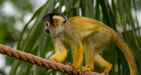 Squirrel Monkey Tight  Rope Walking
