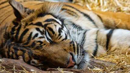 Tiger Sleeping