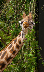 Giraffe Pulling Faces