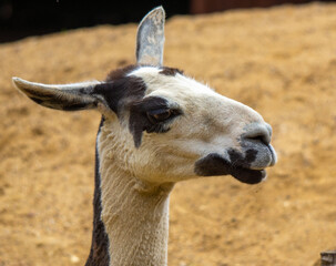 White Wonky Eared Llama