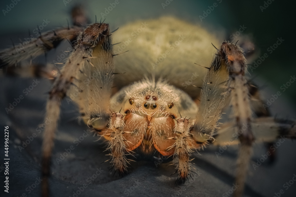 Wall mural scary giant house spider, arachnophobia caused by a terrible species of insect